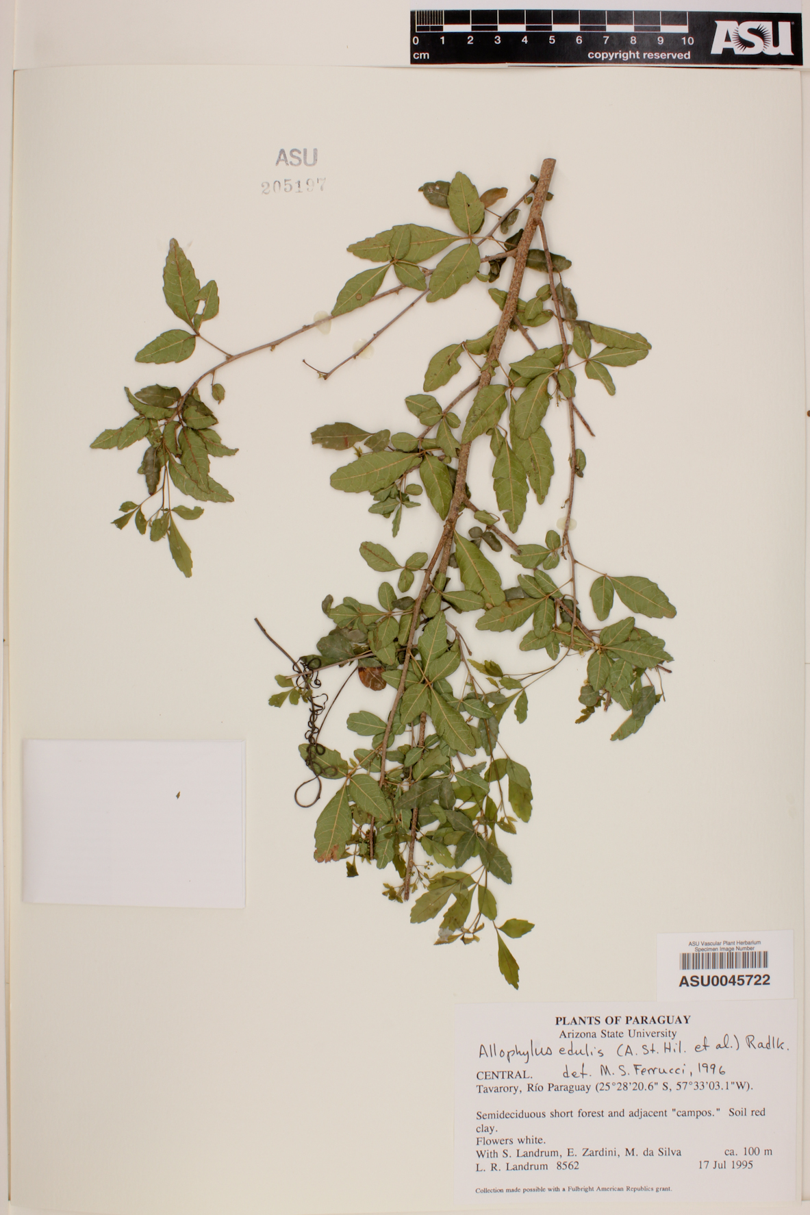 Allophylus edulis image
