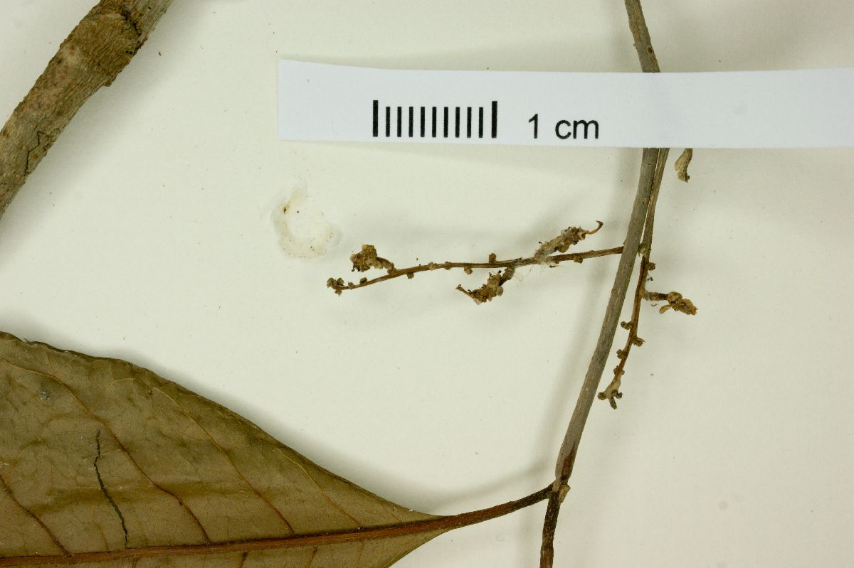 Allophylus petiolulatus image