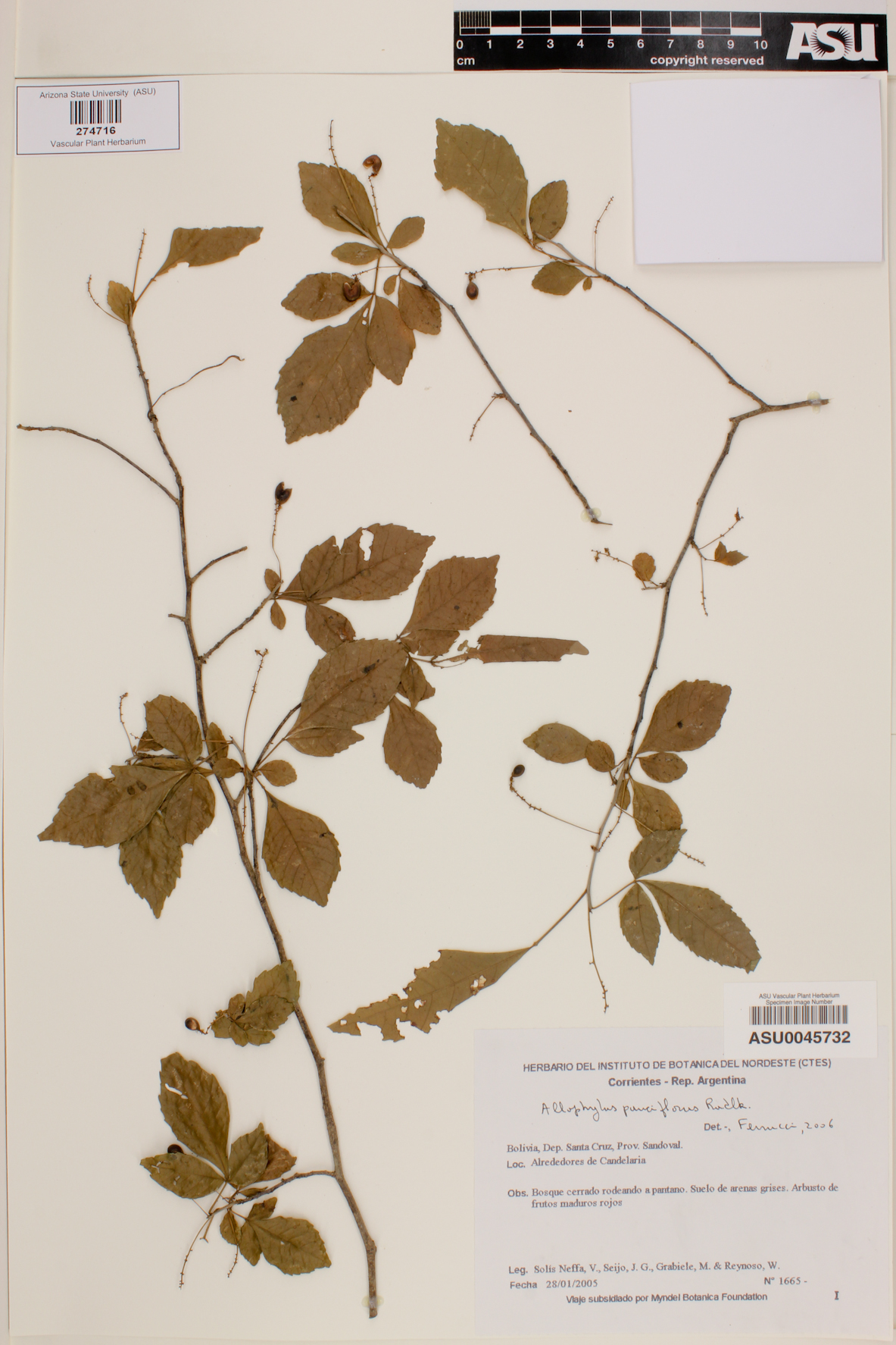 Allophylus pauciflorus image