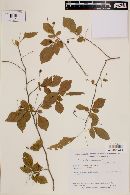 Allophylus pauciflorus image