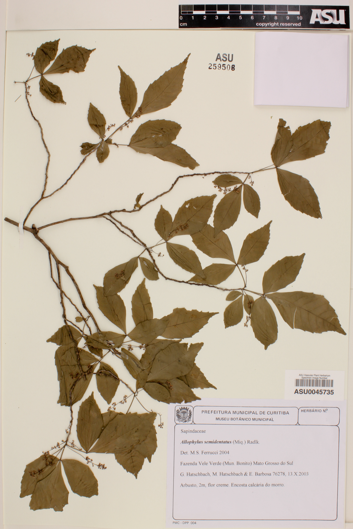 Allophylus semidentatus image