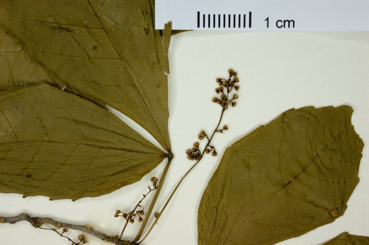 Allophylus semidentatus image