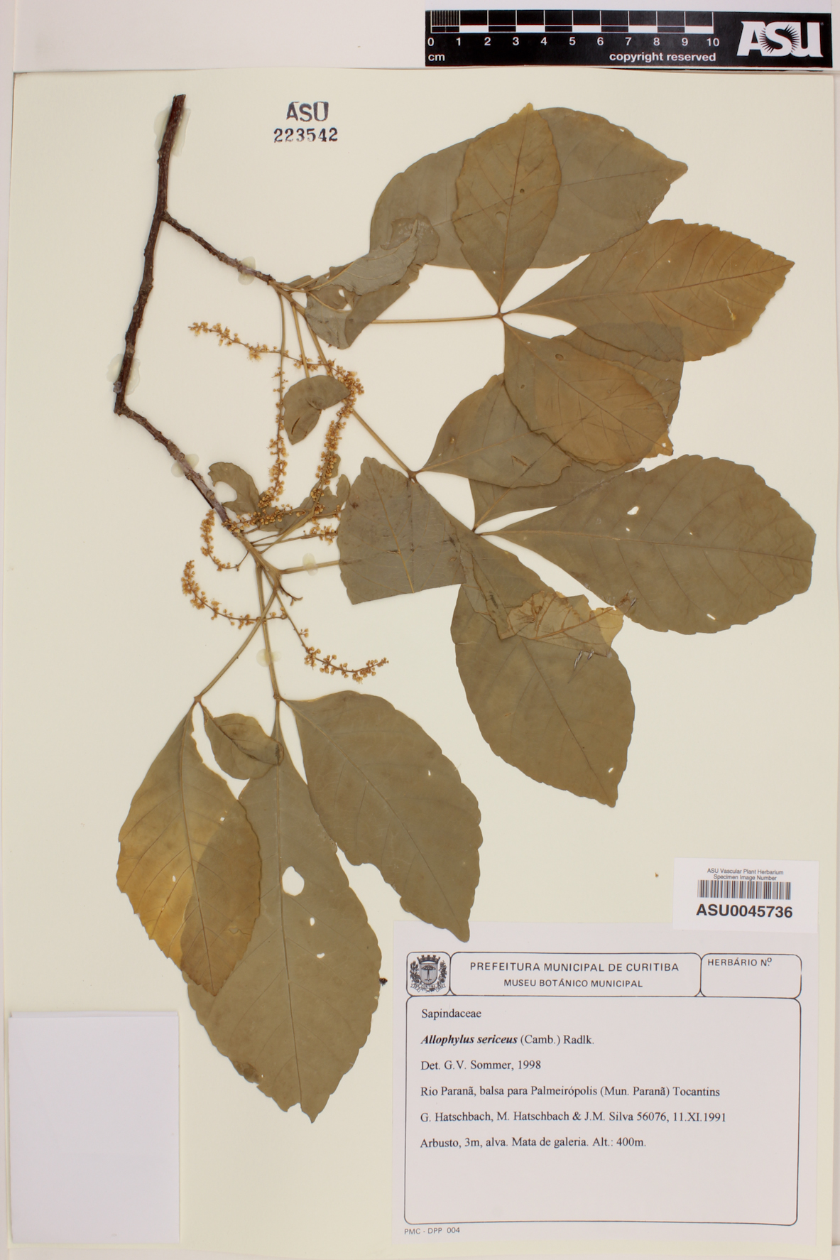 Allophylus sericeus image
