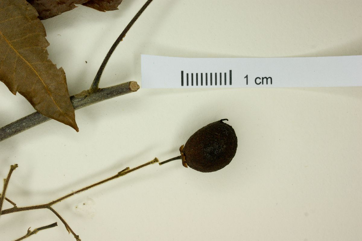 Averrhoidium paraguaiense image