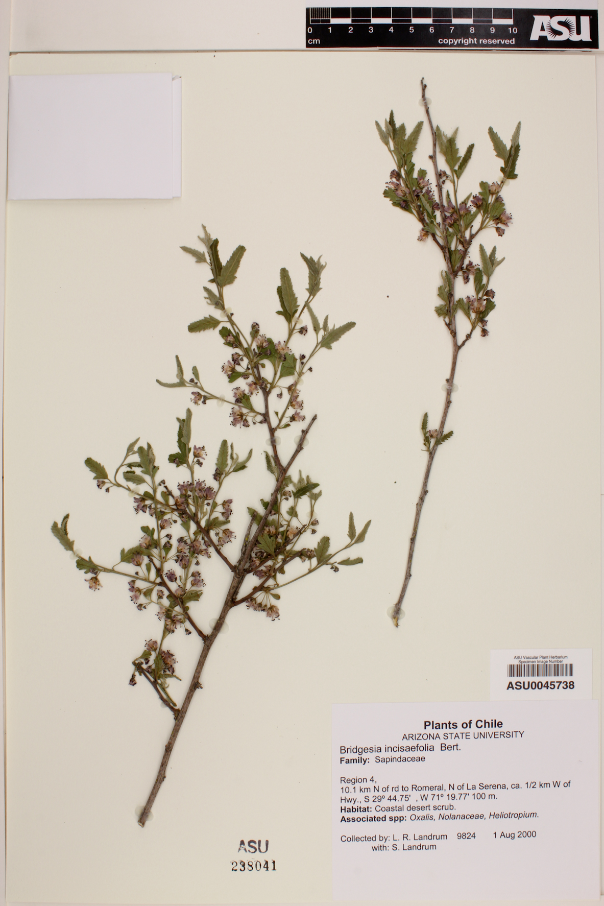 Bridgesia incisifolia image