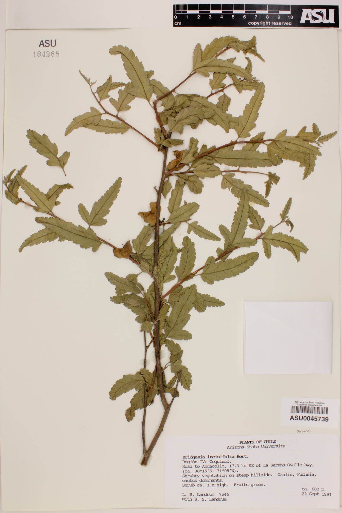 Bridgesia incisifolia image