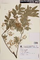 Diatenopteryx sorbifolia image
