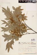 Diatenopteryx sorbifolia image