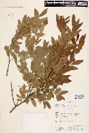 Diatenopteryx sorbifolia image