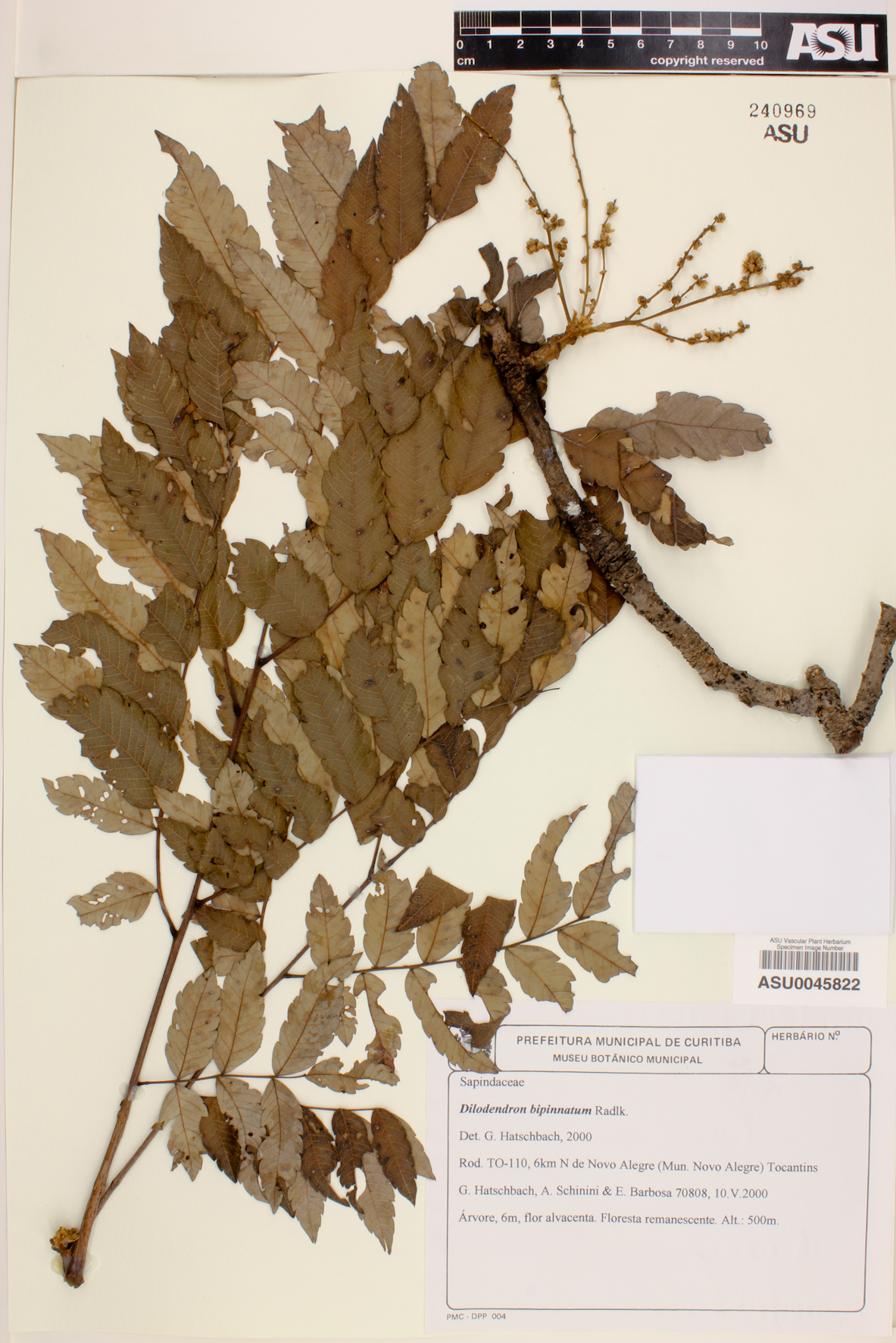 Dilodendron bipinnatum image
