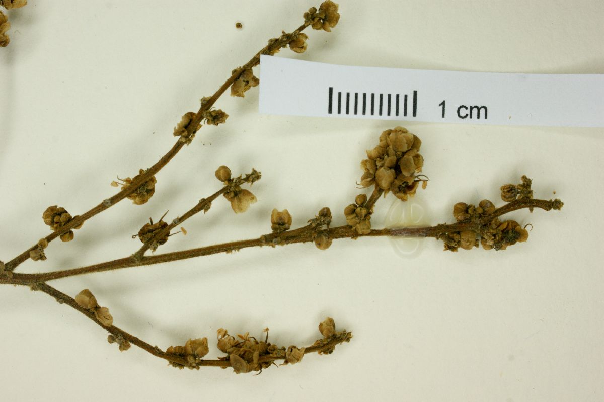 Dilodendron bipinnatum image