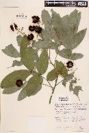 Exothea paniculata image