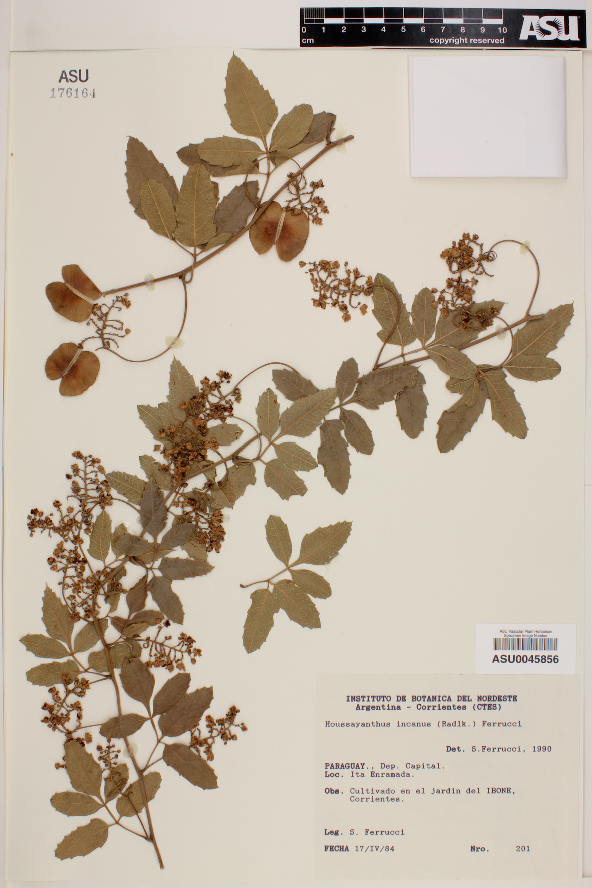 Houssayanthus incanus image