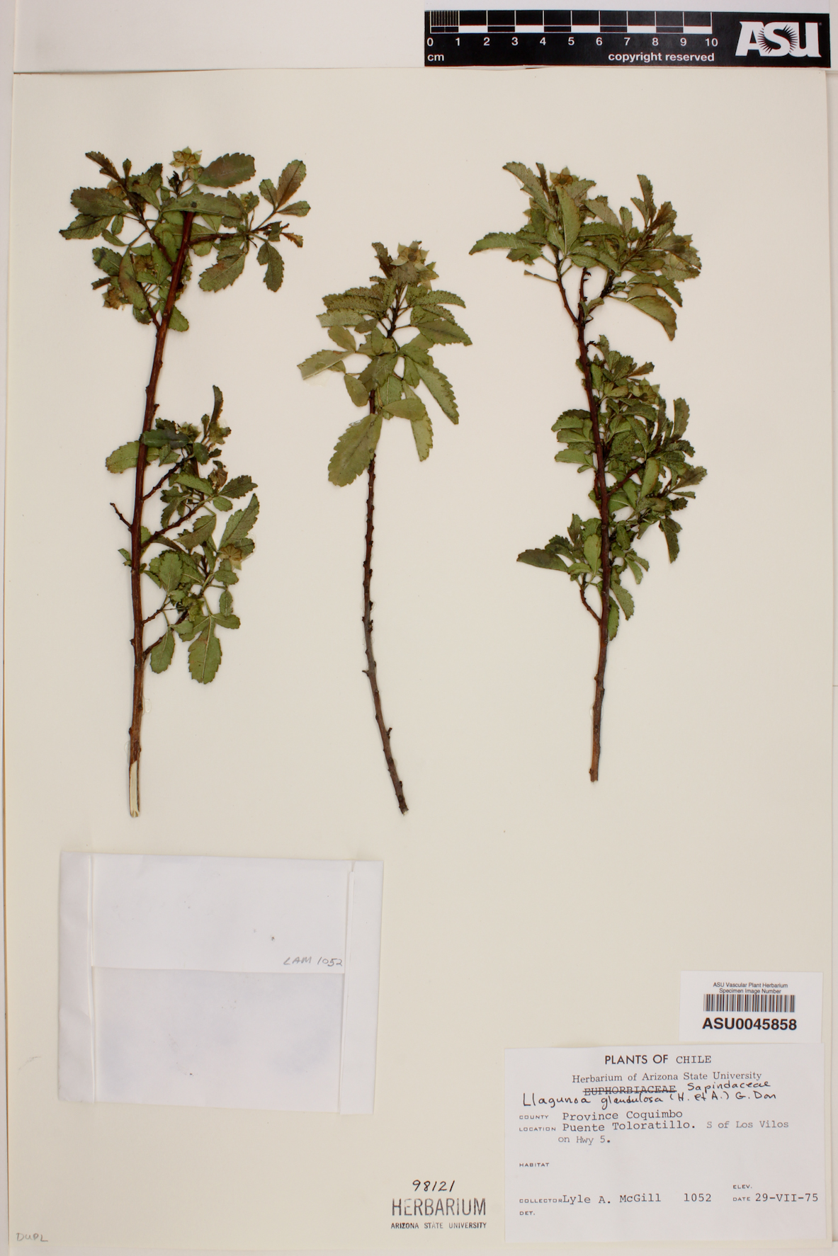 Llagunoa glandulosa image