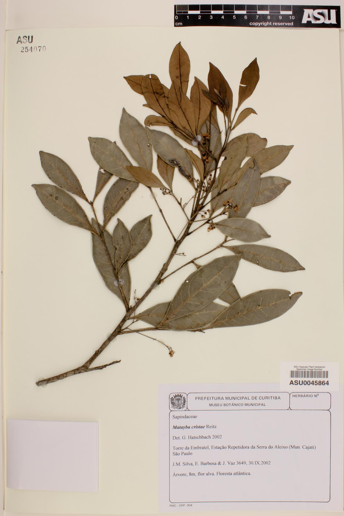 Matayba cristae image