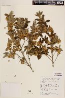 Neopringlea integrifolia image