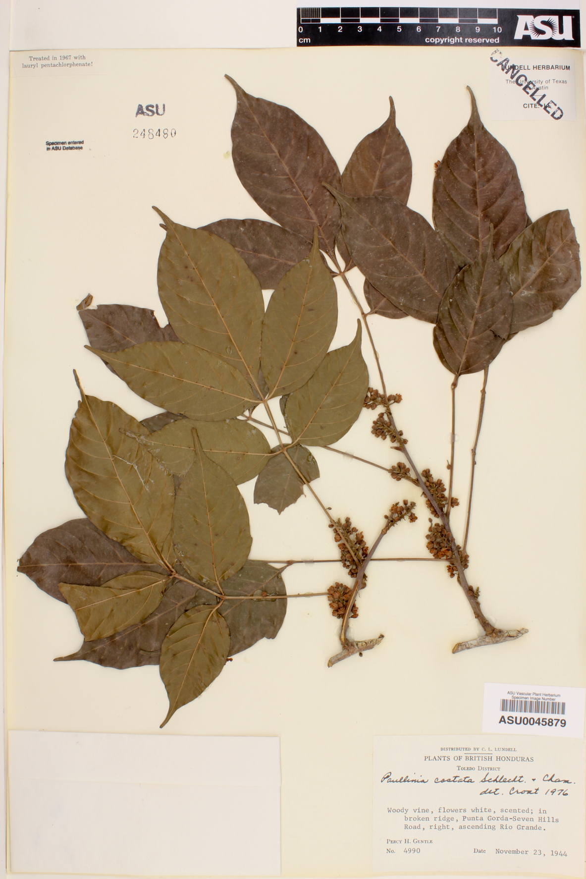 Paullinia costata image