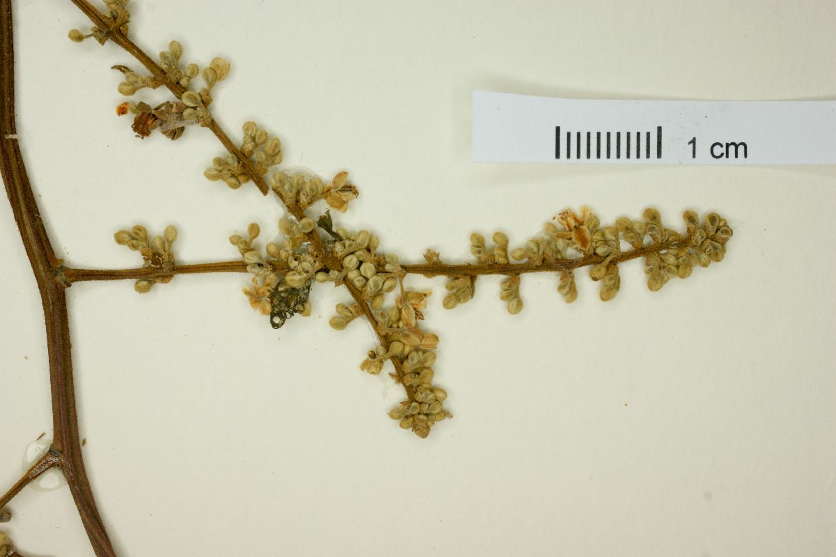 Paullinia fuscescens image