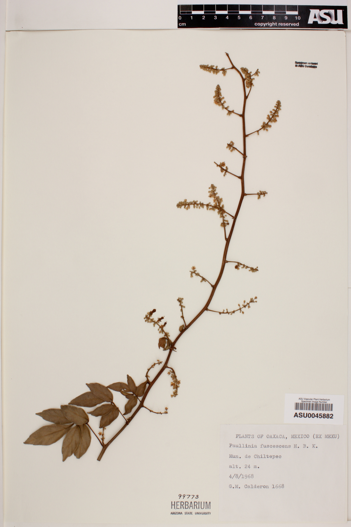 Paullinia fuscescens image