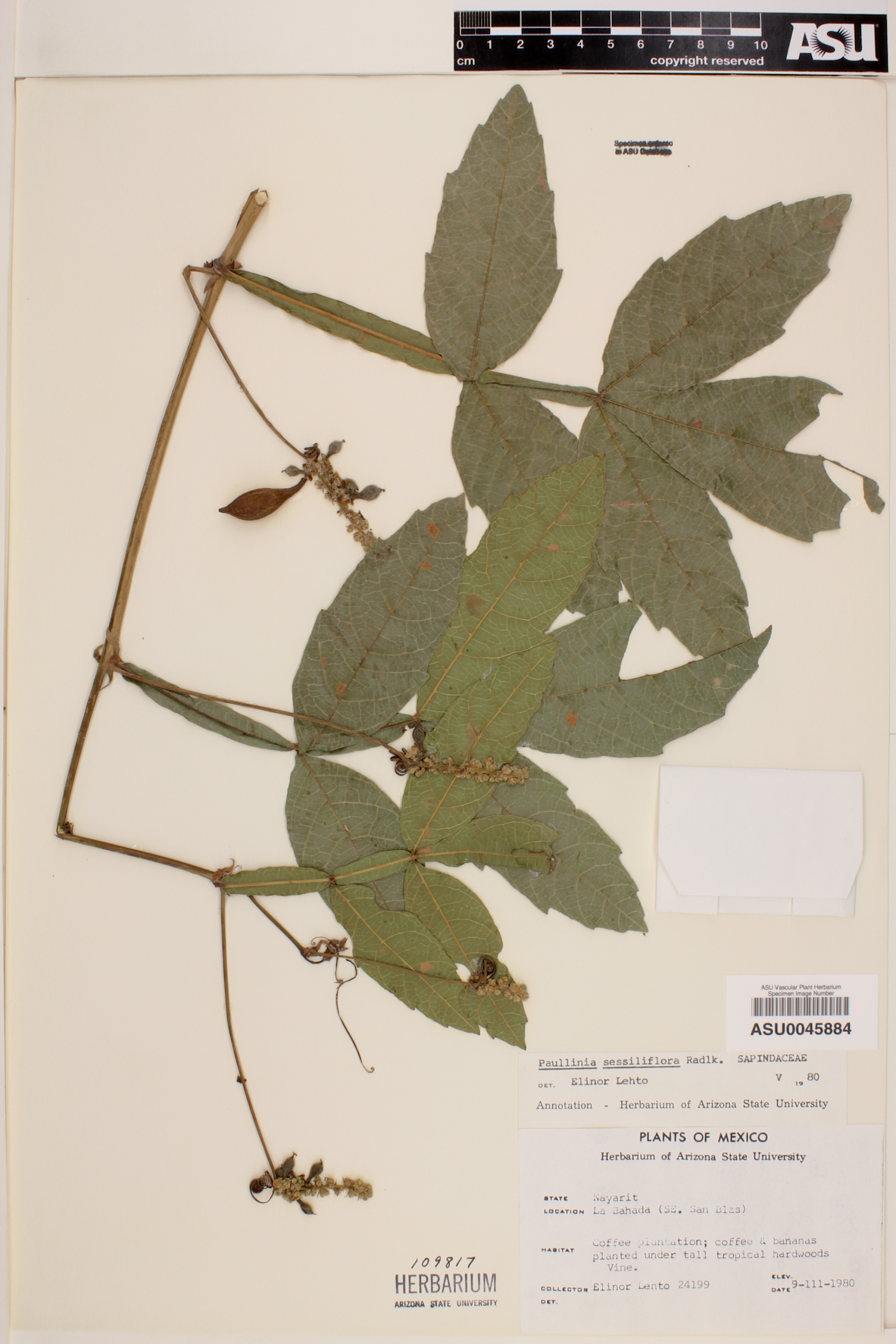 Paullinia sessiliflora image