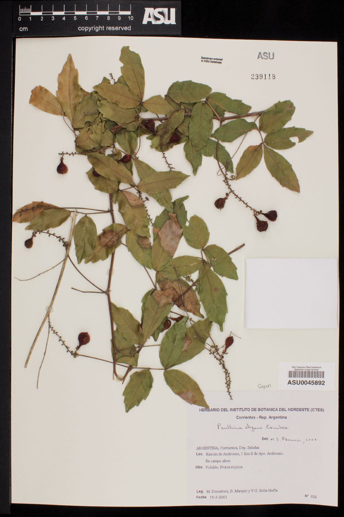 Paullinia elegans image