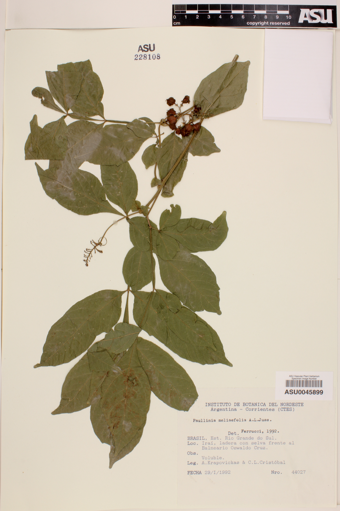 Paullinia meliifolia image