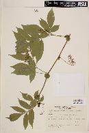 Paullinia meliifolia image