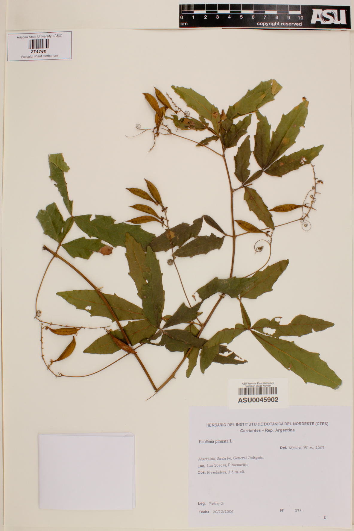 Paullinia pinnata image