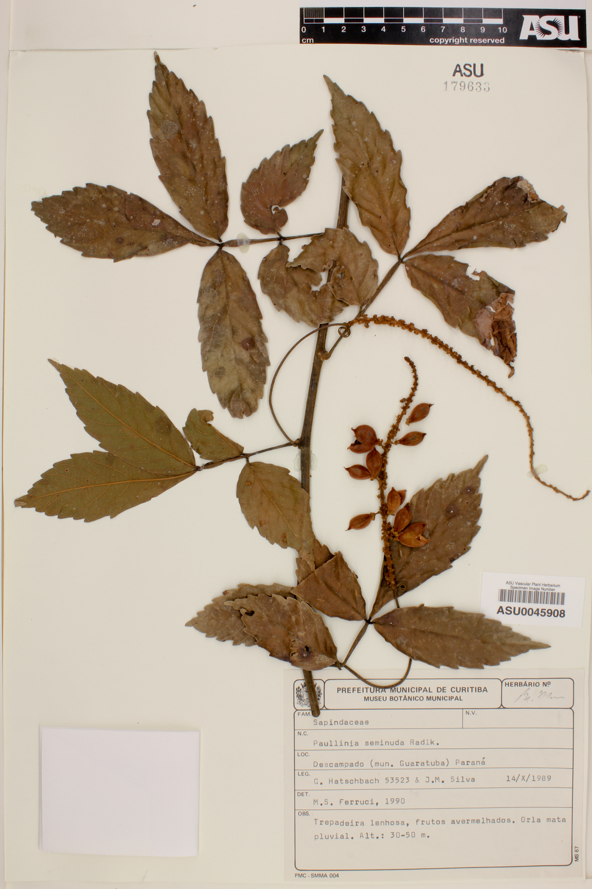 Paullinia seminuda image