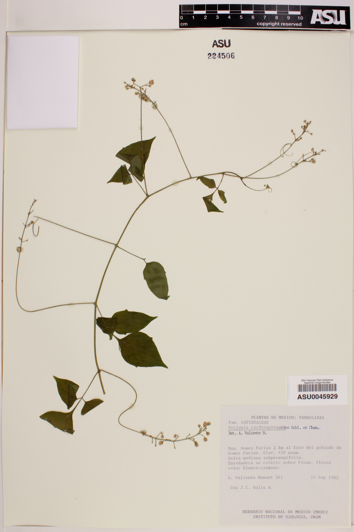 Serjania cardiospermoides image