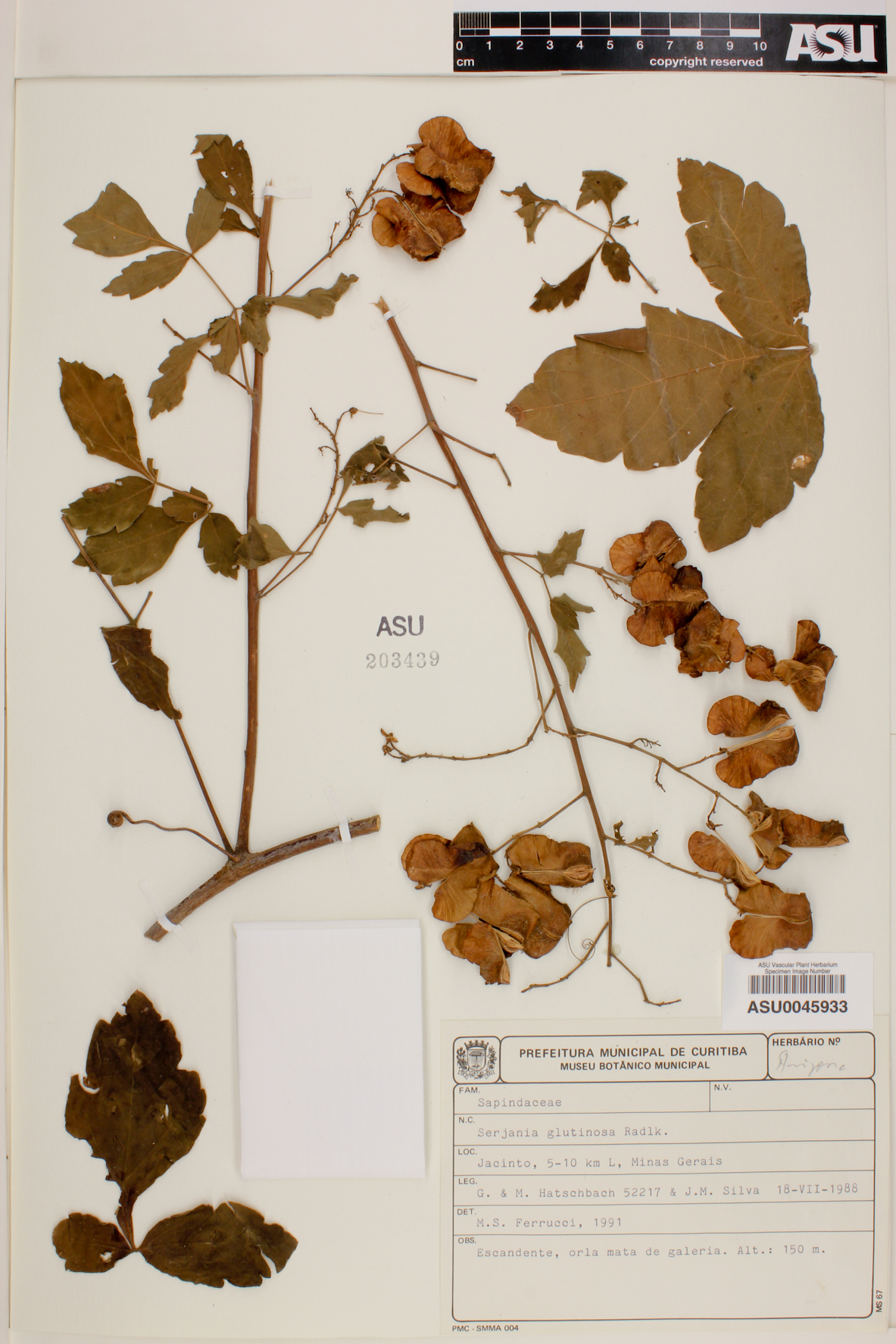 Serjania glutinosa image