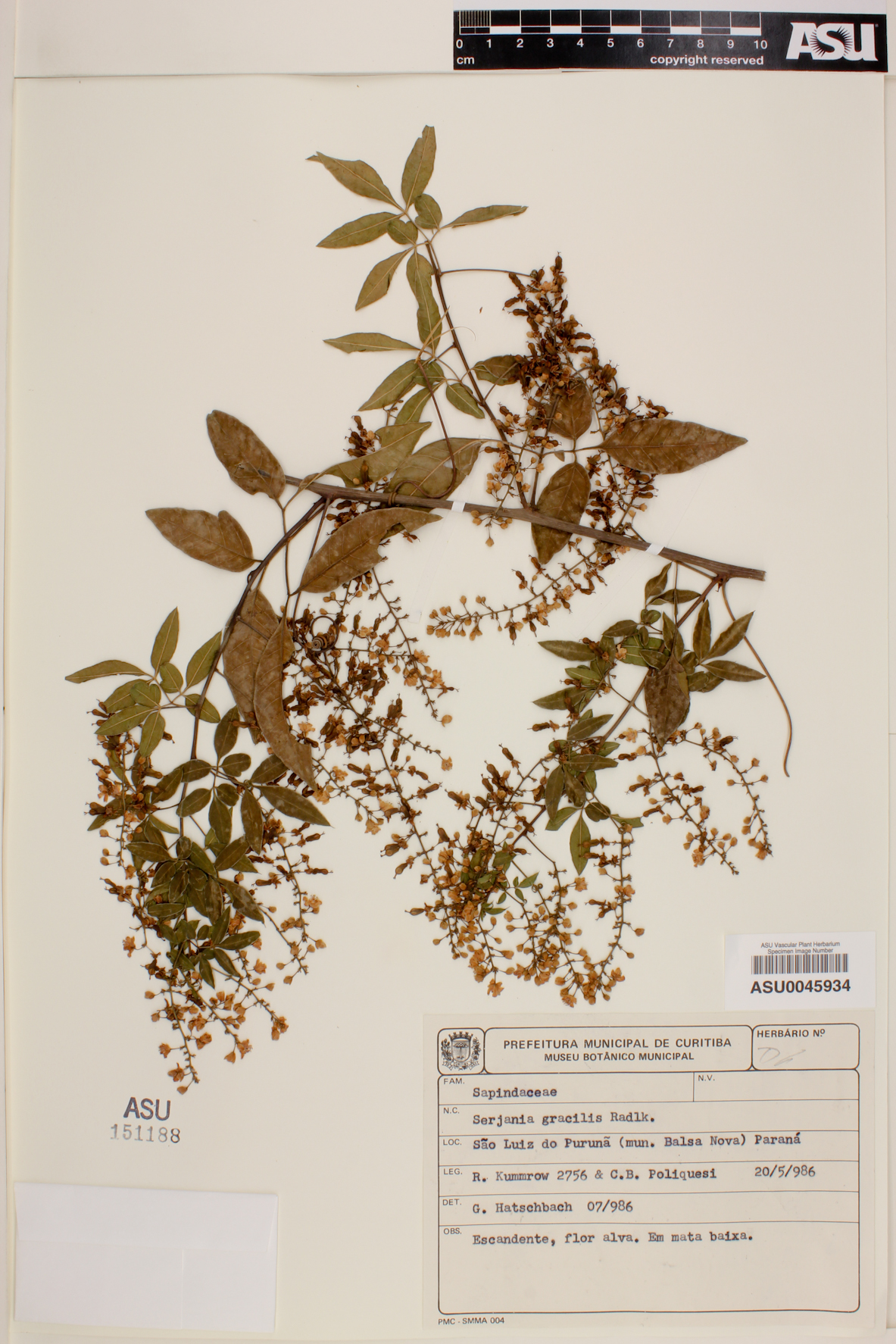 Serjania gracilis image