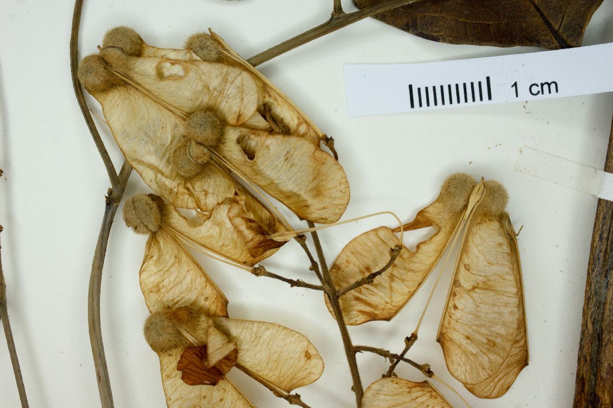 Serjania lethalis image