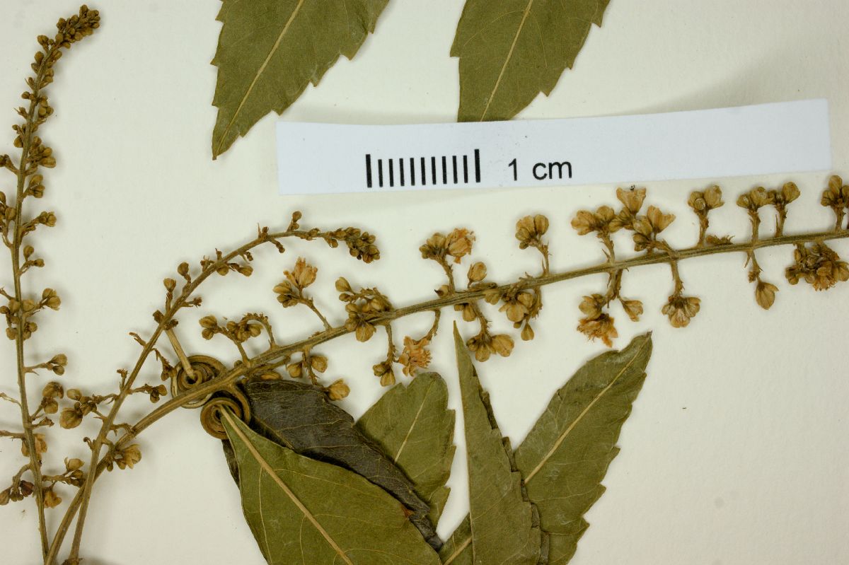 Serjania meridionalis image
