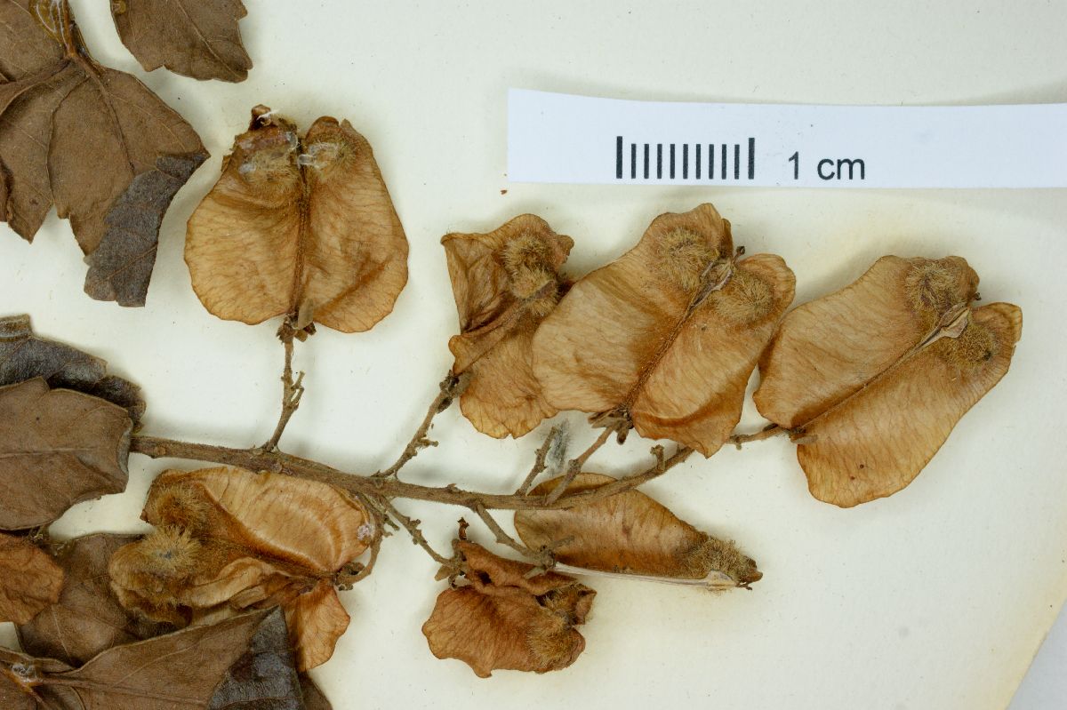 Serjania lundellii image