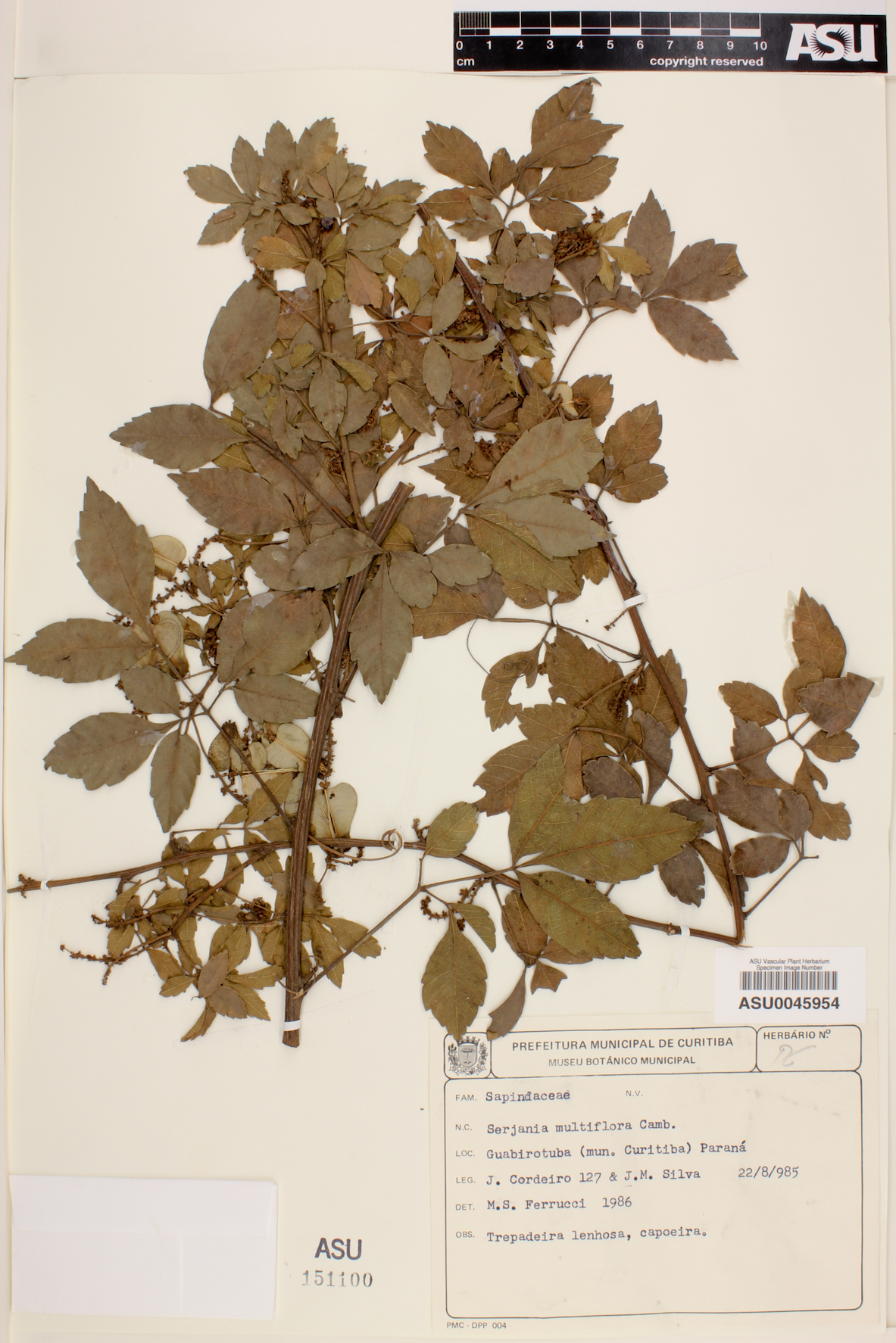 Serjania multiflora image