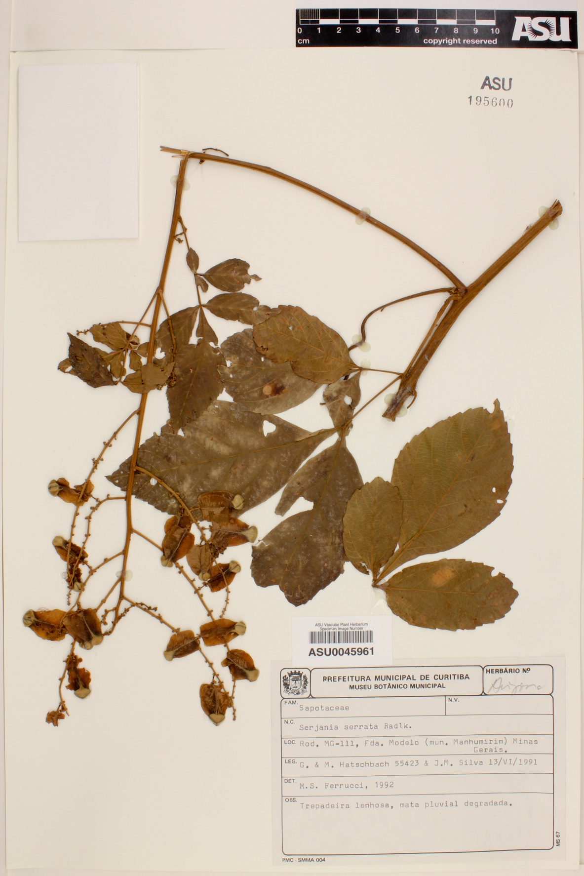 Serjania serrata image