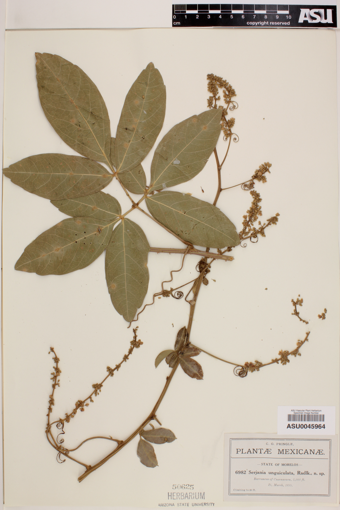 Serjania unguiculata image