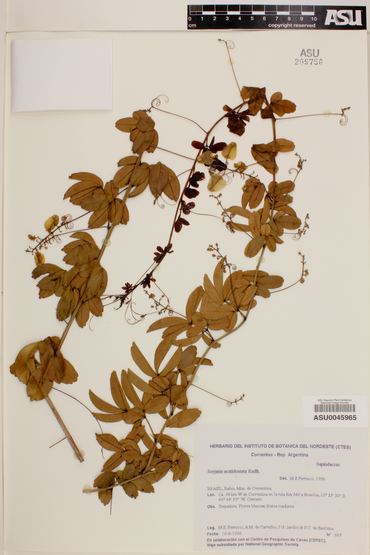 Serjania acutidentata image