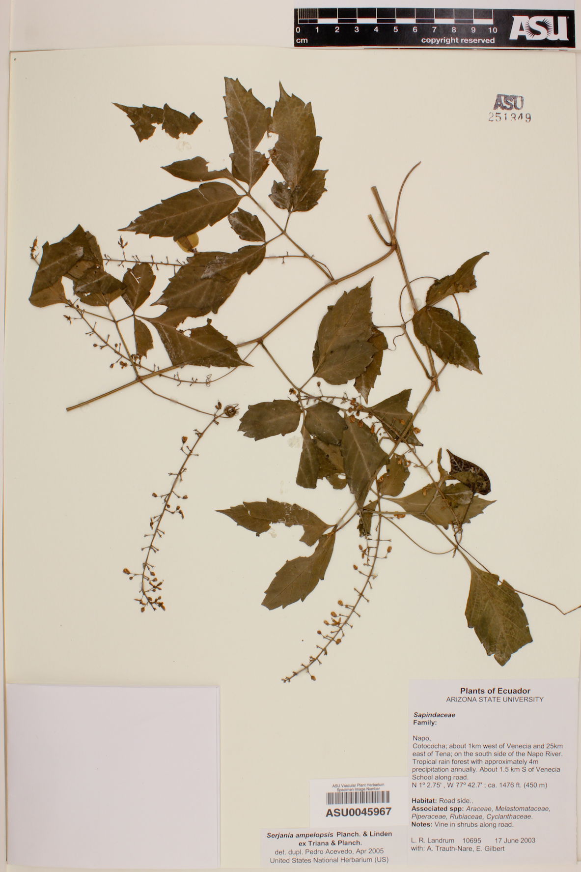 Serjania ampelopsis image