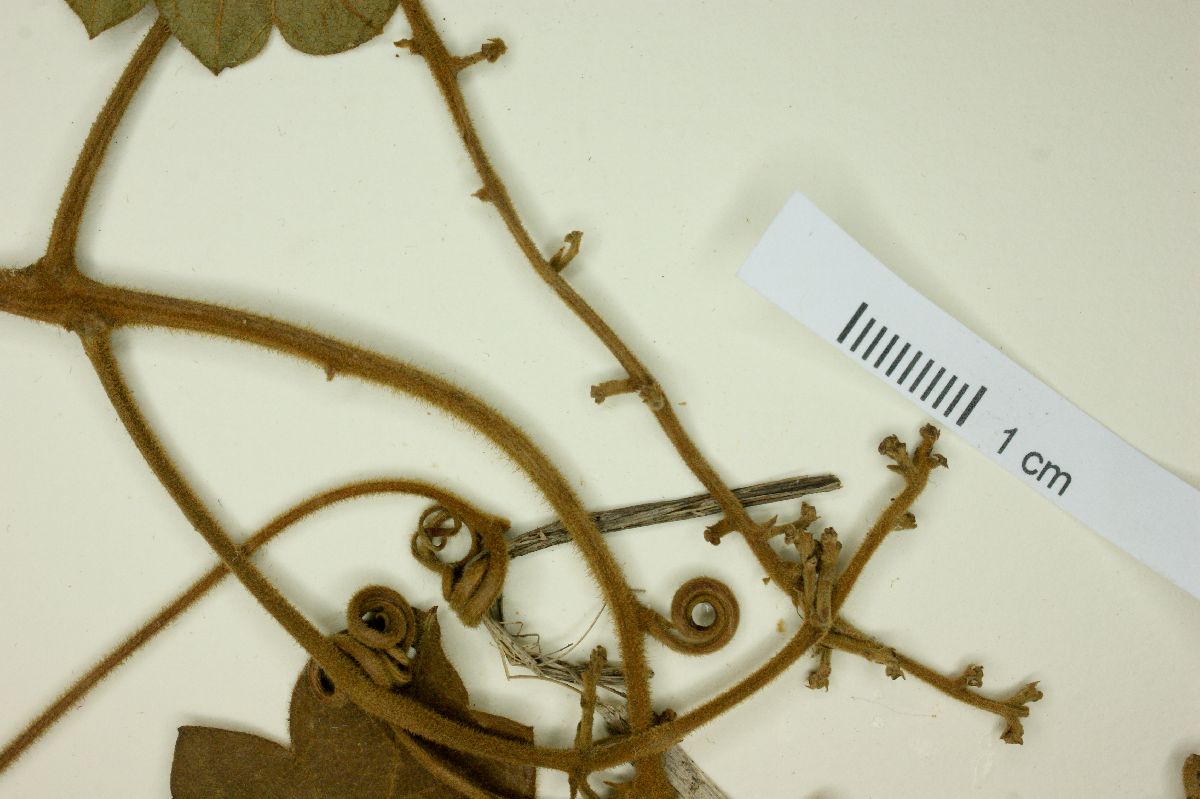 Serjania cissoides image