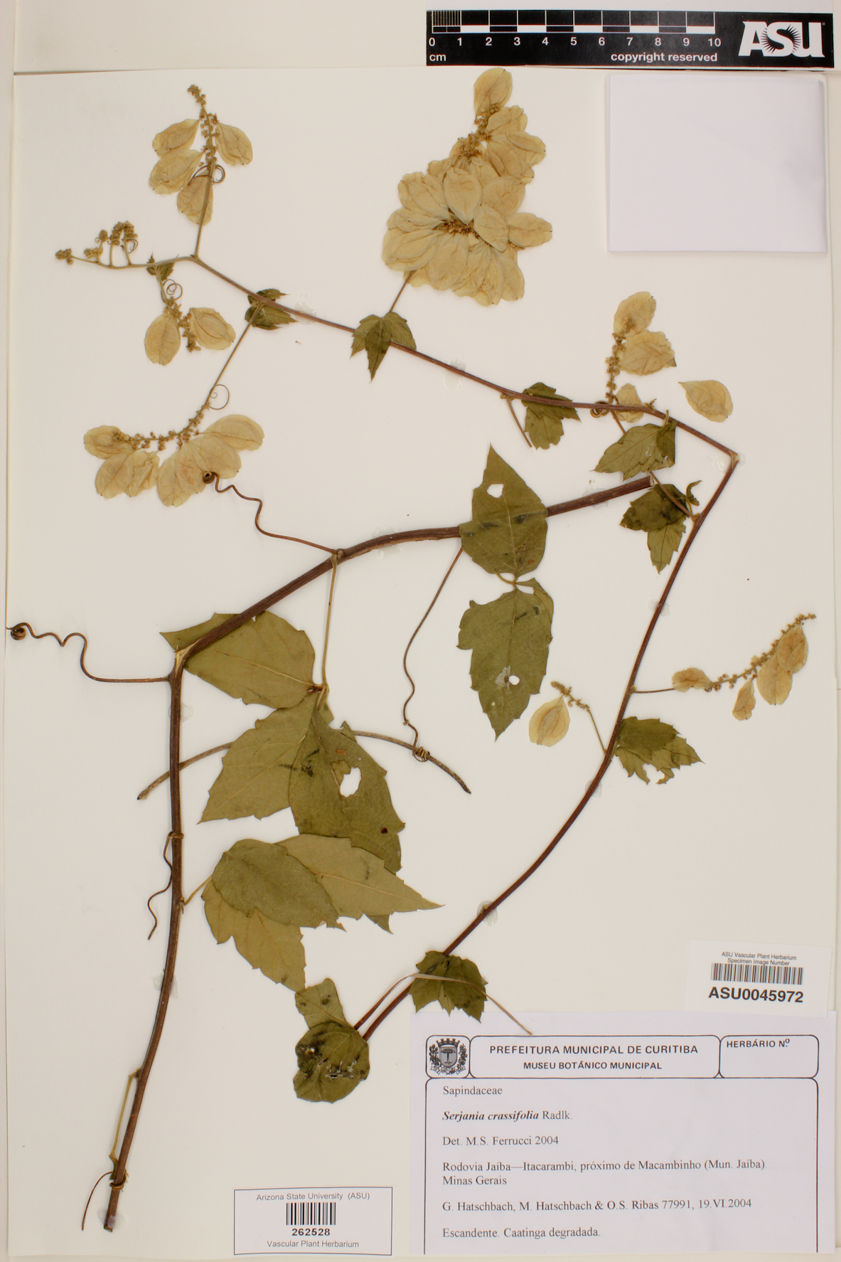 Serjania crassifolia image