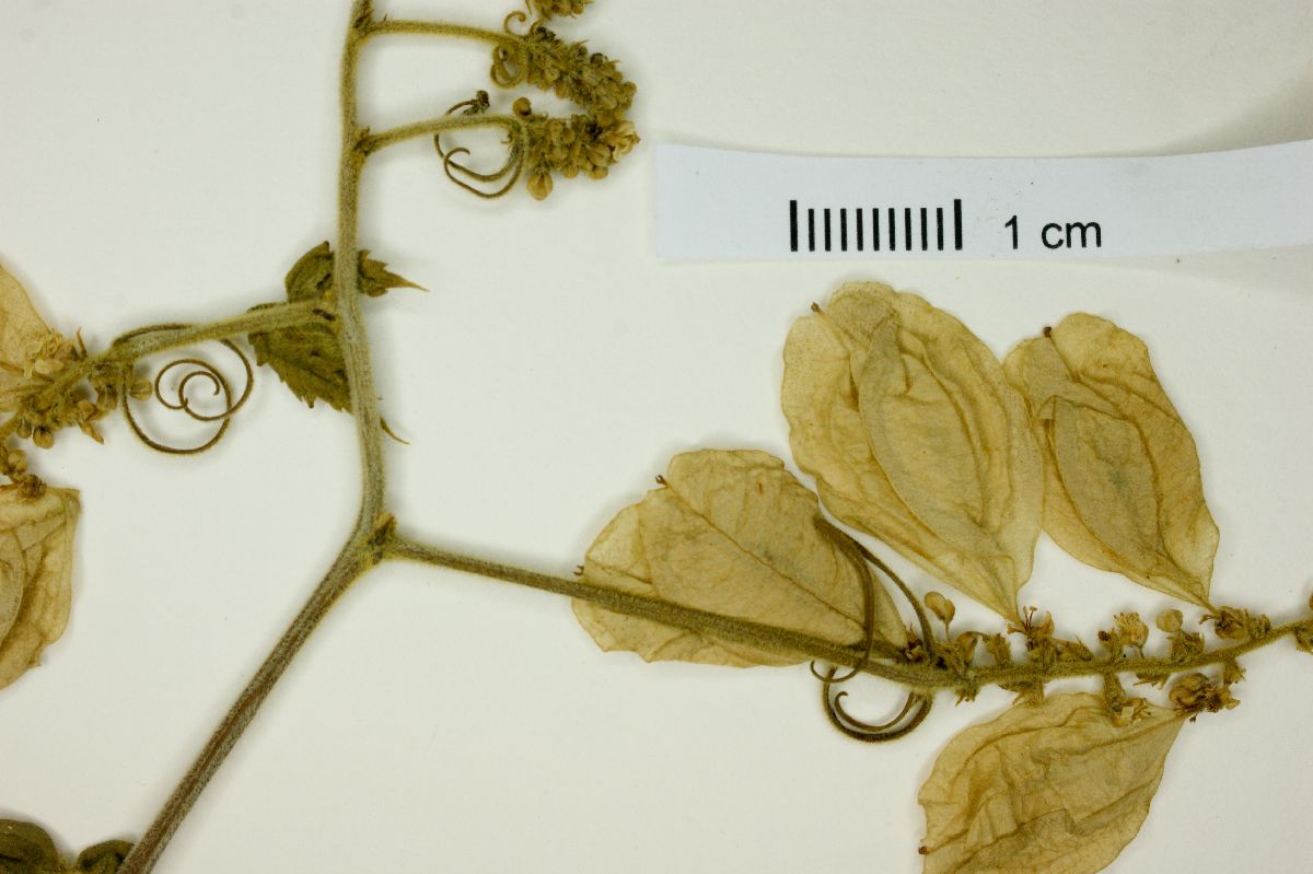 Serjania crassifolia image