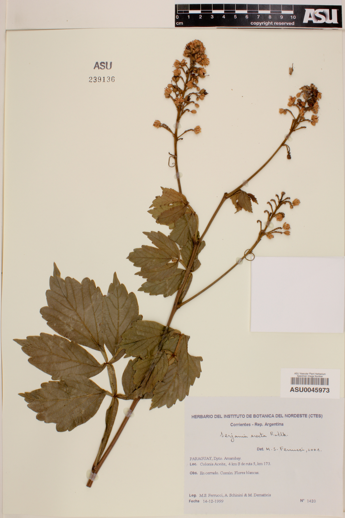 Serjania erecta image