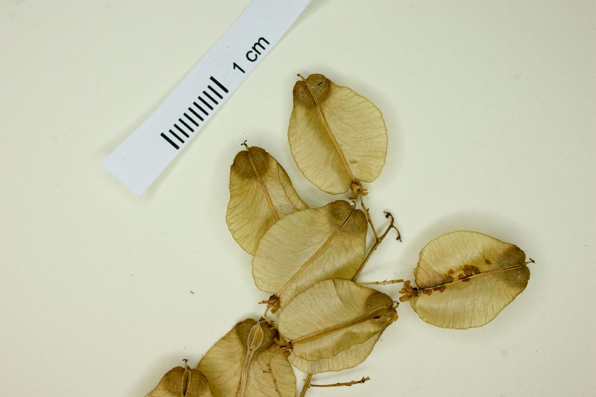 Serjania foveata image