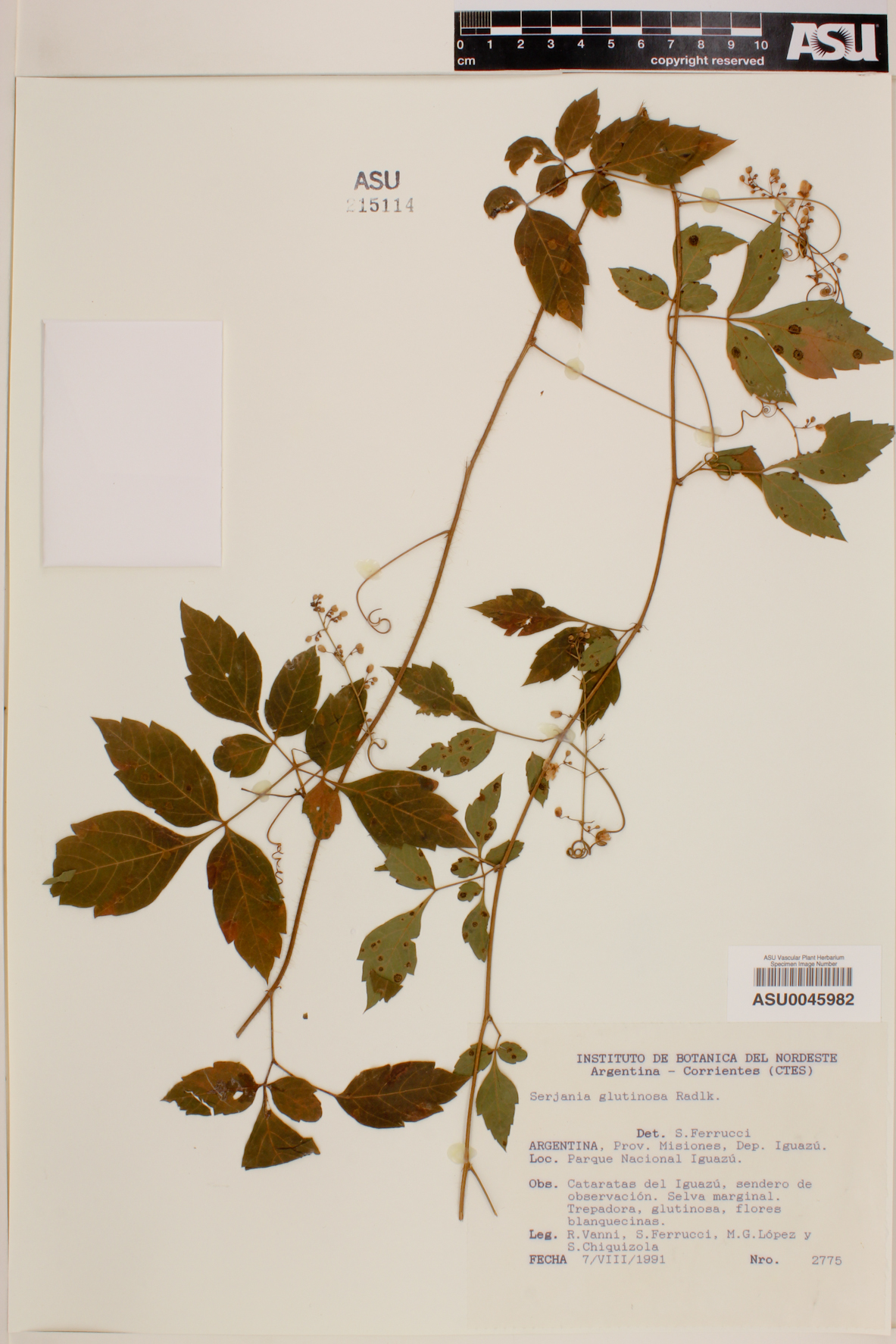 Serjania glutinosa image