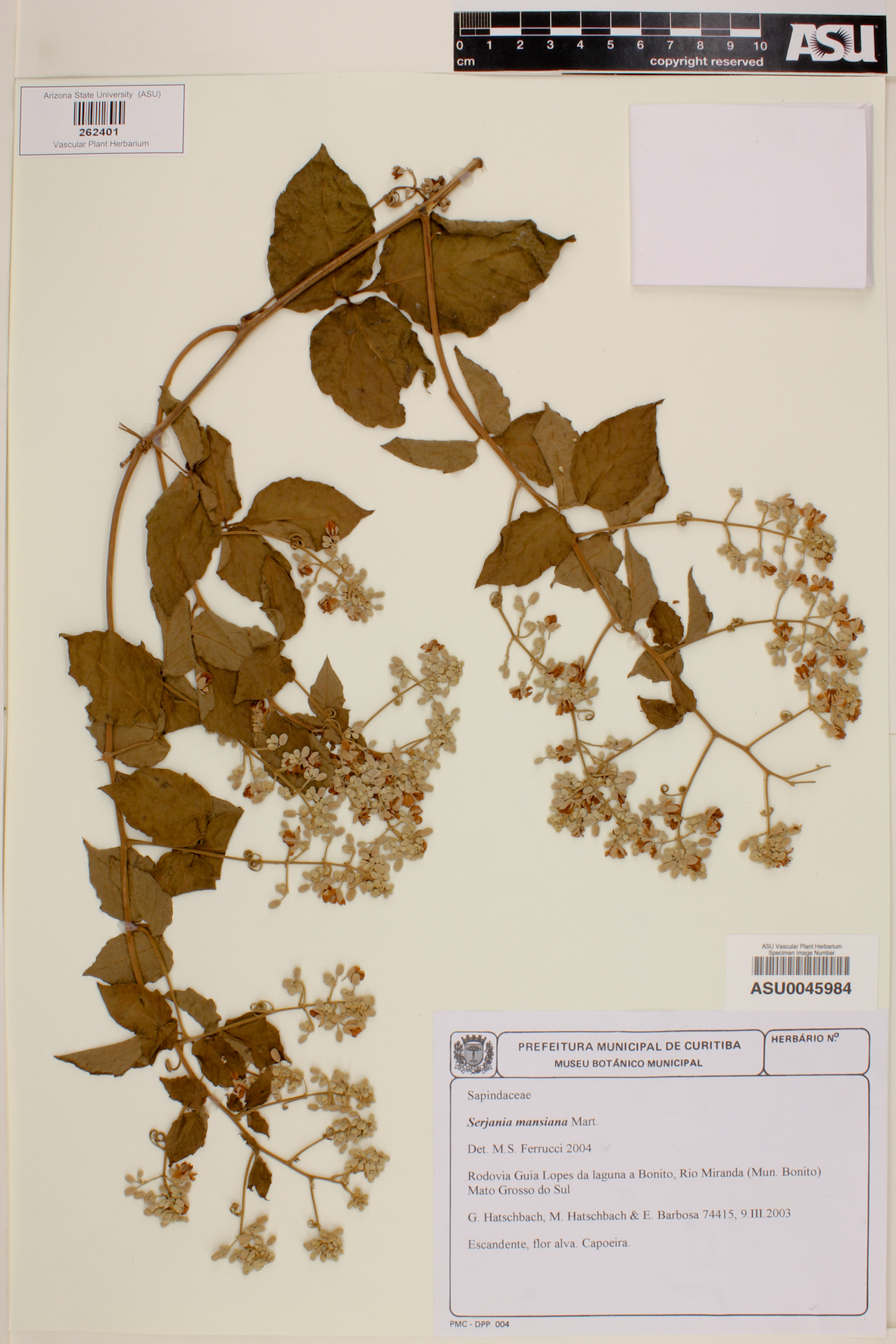 Serjania mansiana image