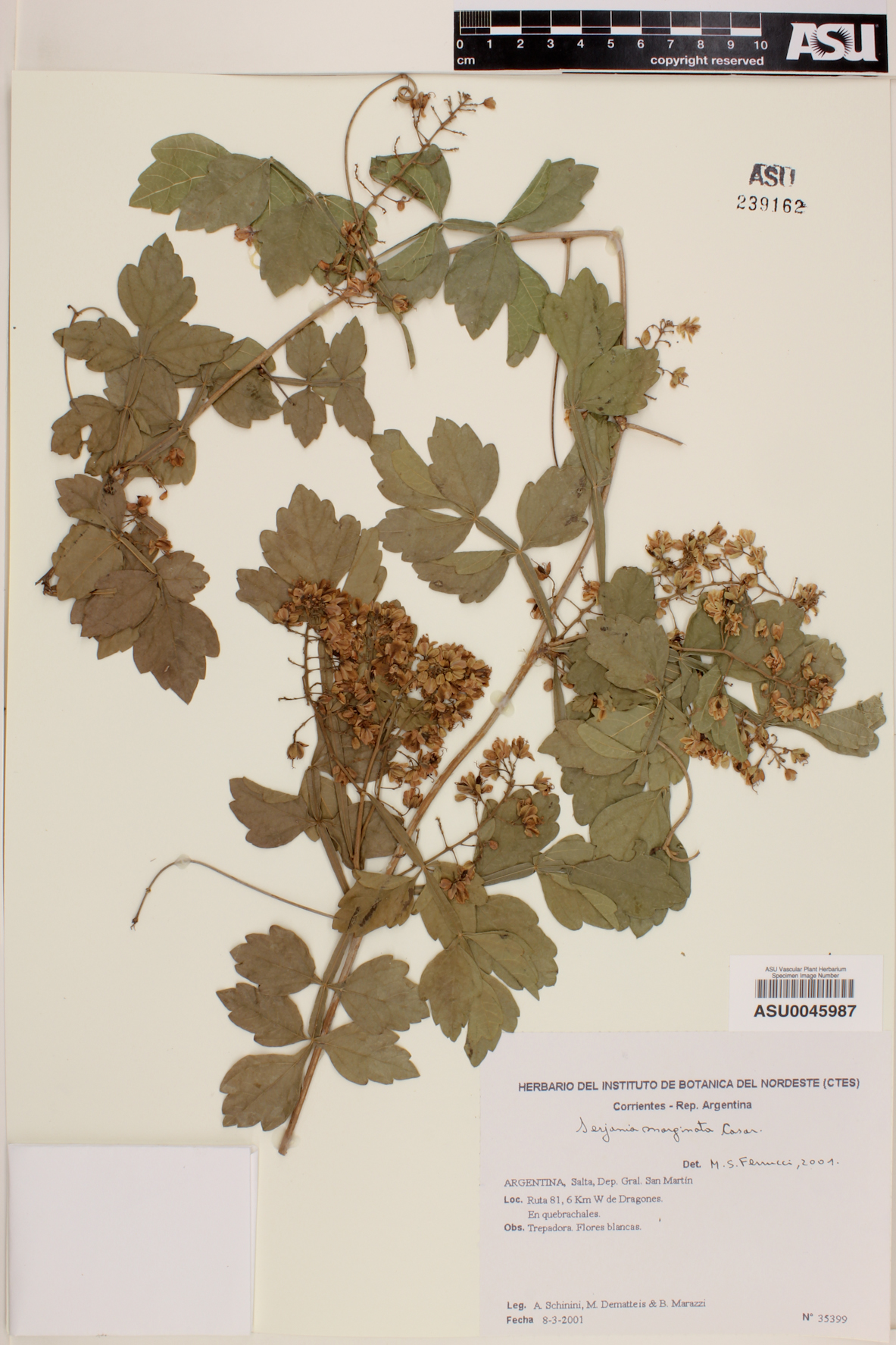 Serjania marginata image
