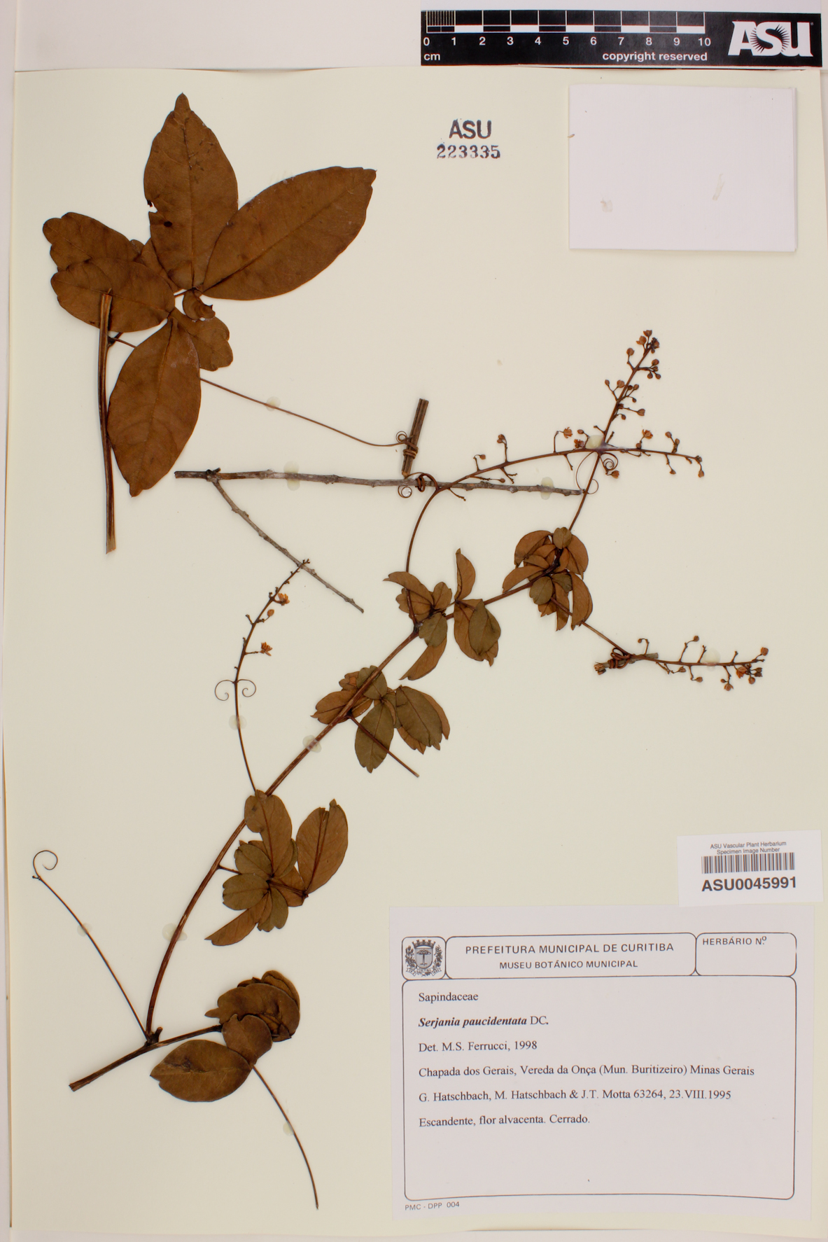 Serjania paucidentata image