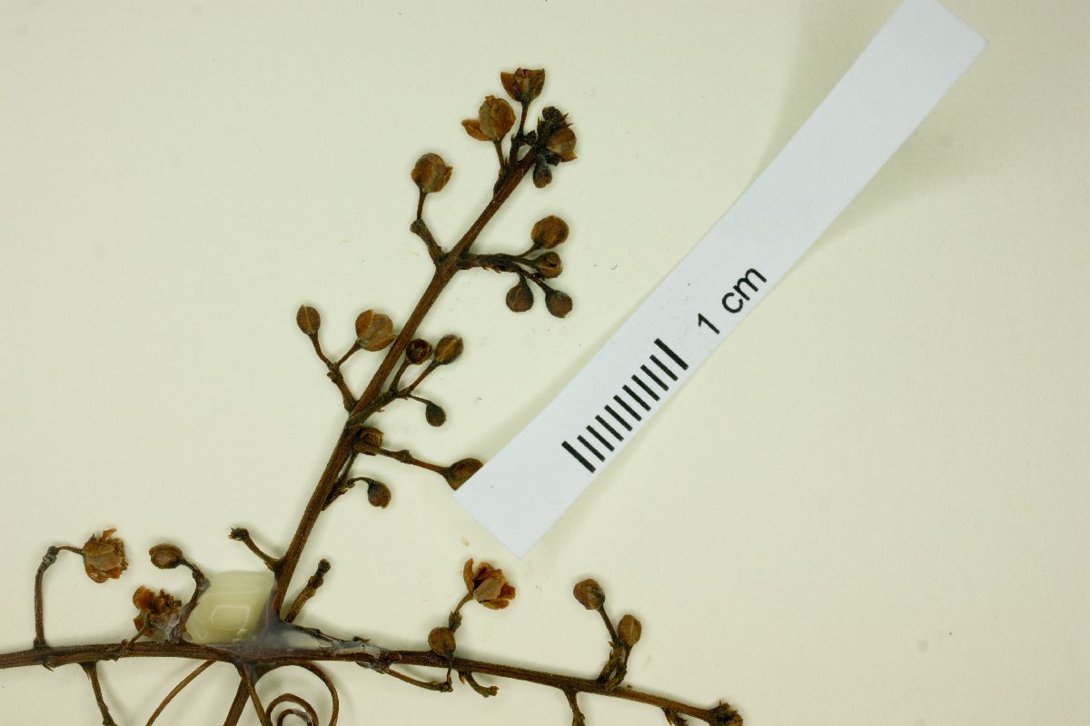 Serjania paucidentata image